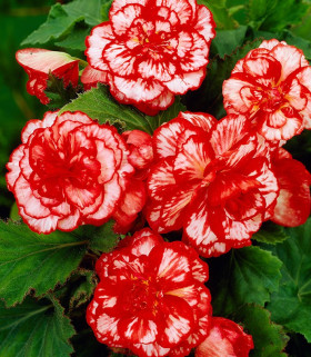 Мармората 3шт