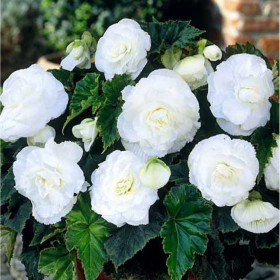 Махровая Вайт 1шт Поиск