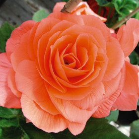 Махровая Лососевая 3шт