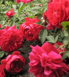 Джордж Ванкувер (ЗКС) ЖИЛЯК