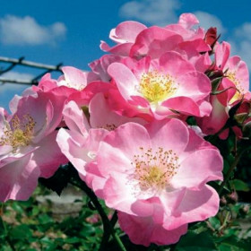 Париж 2000 (ЗКС) ЖИЛЯК