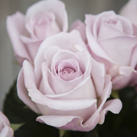 Баунти Вей (ЗКС) ЖИЛЯК