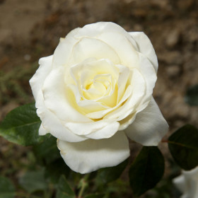 Вайт Чарминг (ЗКС) ЖИЛЯК