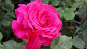 Веласкес (ЗКС) ЖИЛЯК