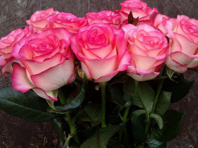 Джумилия (ЗКС) ЖИЛЯК