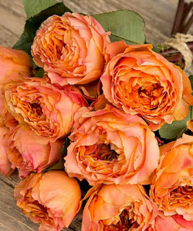 Каралуна (ЗКС) ЖИЛЯК