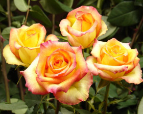 Конго (ЗКС) ЖИЛЯК