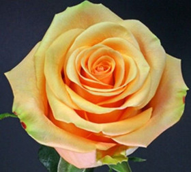 Кумбия (ЗКС) ЖИЛЯК