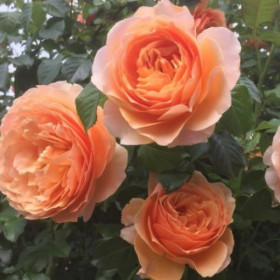 Шерлок Холмс (ЗКС) ЖИЛЯК