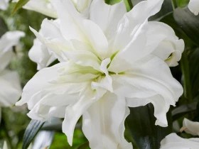 Roselily Рамона 12/14 (вост.махр) 5шт