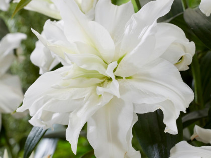 Roselily Рамона 12/14 (вост.махр) 5шт