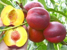 Ред Даймонд 1шт/сетка Поиск