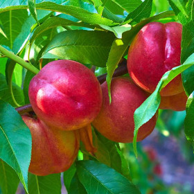 Карликовый Рубин /Сетка 1 шт. Поиск