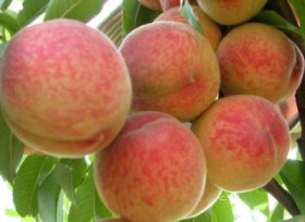 Гринсборо/Сетка 1ш.Поиск