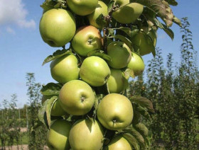 Гирлянда Колоновидная /ЦКор 1шт Поиск