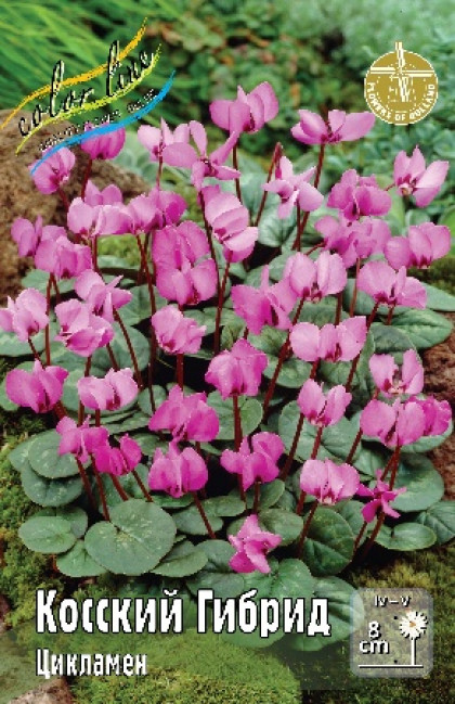 Косский 13/15, 2 шт