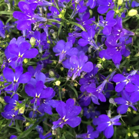 Лобелия Ривьера (1000шт) Марин Блю прямостоячая