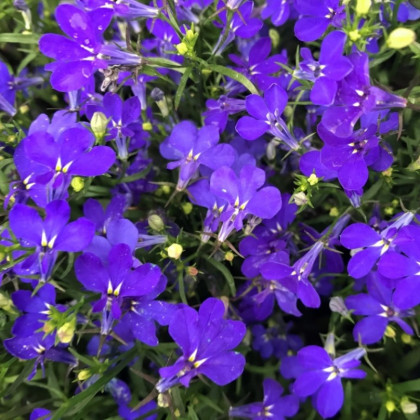 Лобелия Ривьера (1000шт) Марин Блю прямостоячая