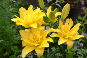 Сандью (ЛА.махр)  5шт