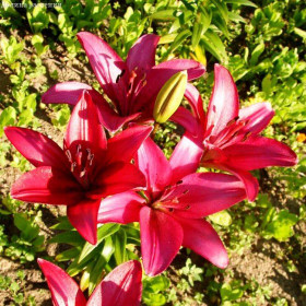 Фанжио (ЛА) 7шт