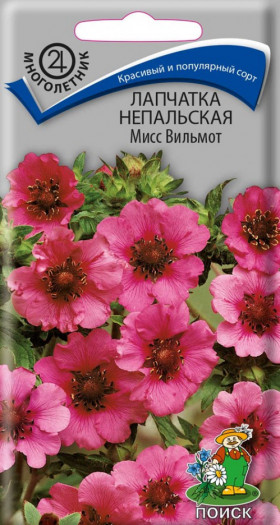 Мисс Вильмот непальская Ц(Поиск)