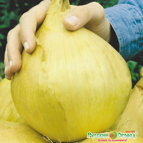 Русский размер репчатый 100шт Ц(Н)