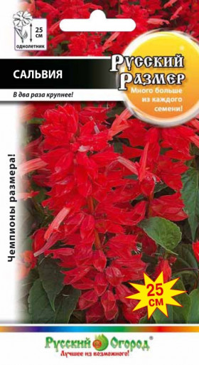 Русский размер Ц(Н) сальвия