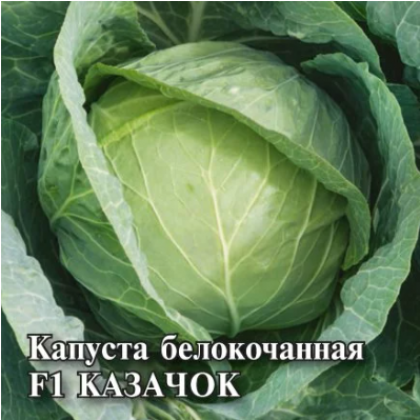 Казачок ранняя б\к 10 гр.\Гавриш