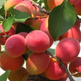 Саратовский Рубин 1шт/сетка  Поиск