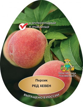 Редхавен 1шт/сетка Поиск