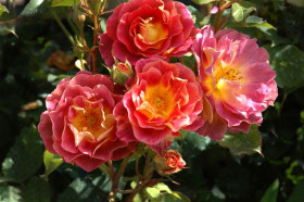 Приер де Сан-Косм (ЗКС) ЖИЛЯК