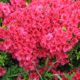 Арабеск 1 шт