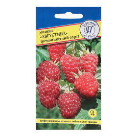 малина Августина ремонт.10шт Ц(П)