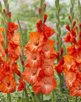 Сторми 10/12 8шт