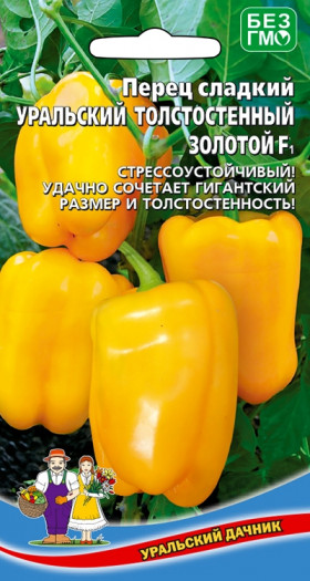 Уральский Толстостенный золотой слад. Ц(УД)