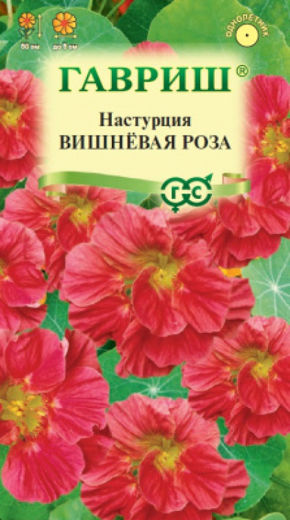 Вишневая роза Ц(Г)