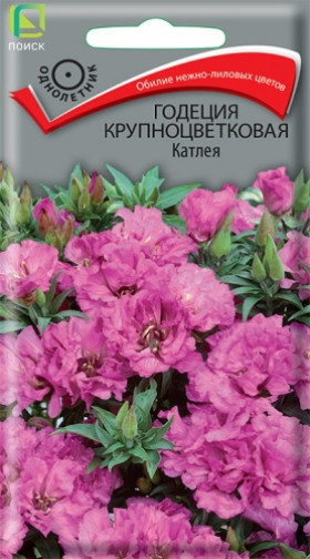 Катлея крупноцв Ц(Поиск)