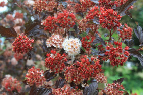 Саммер Вайн 1шт