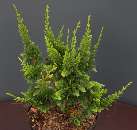 Тедди Беар 1шт