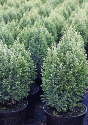 Сноу Уайт 1шт