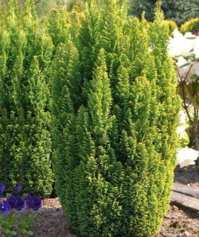 Эллвудс Голд 1шт