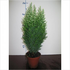 Эллвудс Уайт 1шт