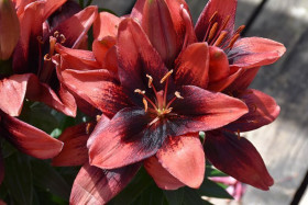 Тайни Шэдоу 10/12 аз низк 7шт