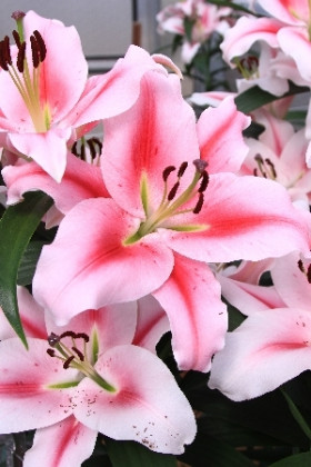 Фронтера (ОТ) 5шт