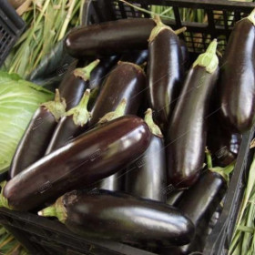 Фарама Цветущий Сад