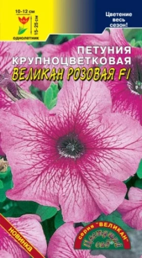 Великан розовая Цветущий Сад