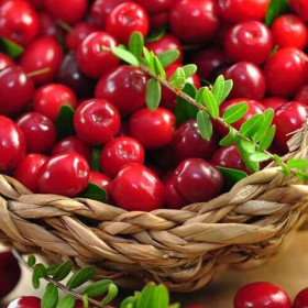 клюква Лесная красавица Цветущий Сад