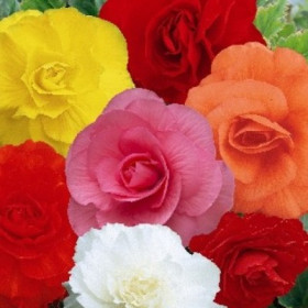 Махровая смесь окрасок 3шт