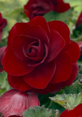 Махровая темно-красная 3шт