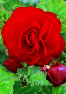 Махровая ярко-красная  3шт